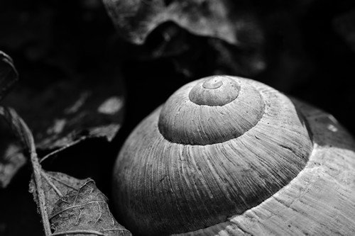 Schneckenfoto – Fotoschnecke