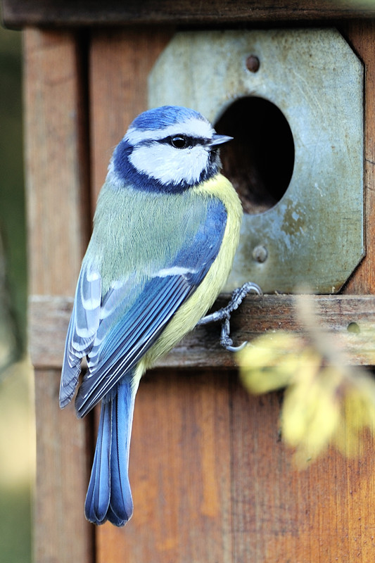 Blaumeise