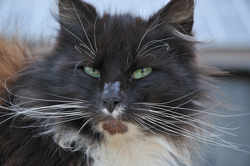 geweckte Katze
