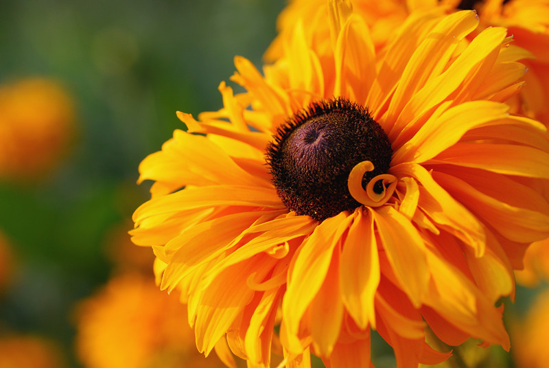 oranggelbe Blüte
