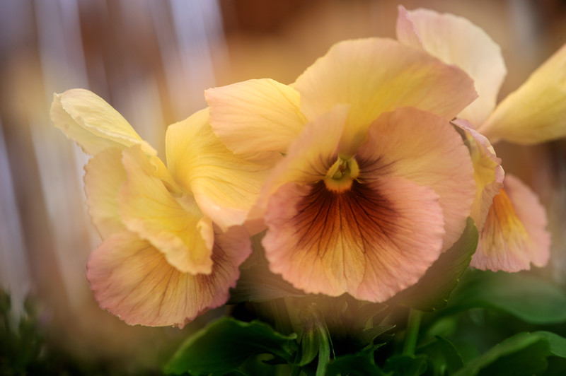 verträumtes Blumenbild verträumtes Blumenbild