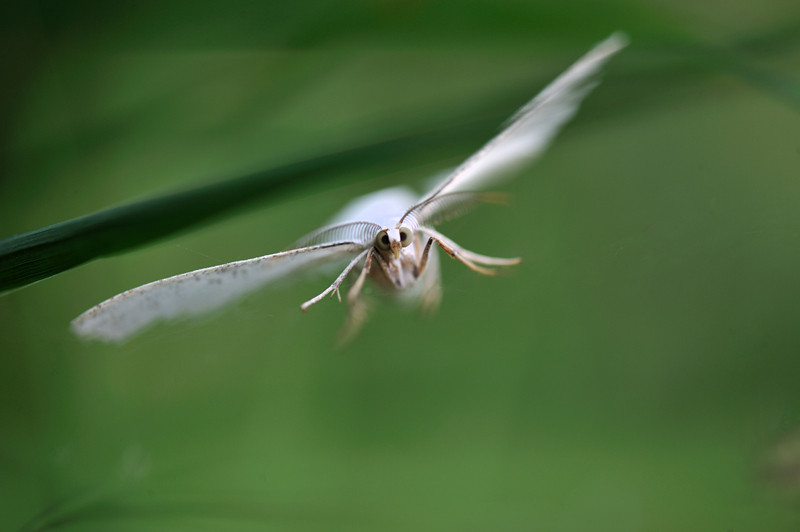 scheinbarer Kurvenflug