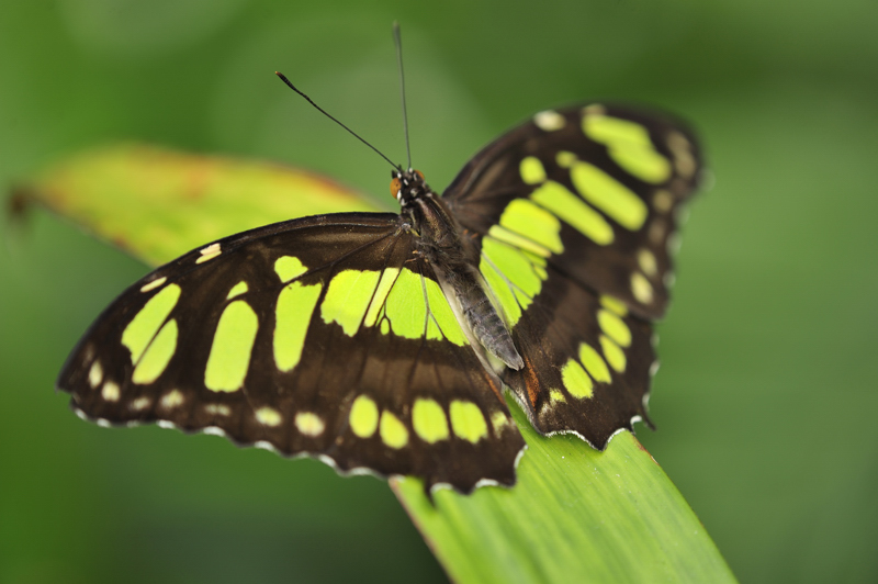 Schmetterling