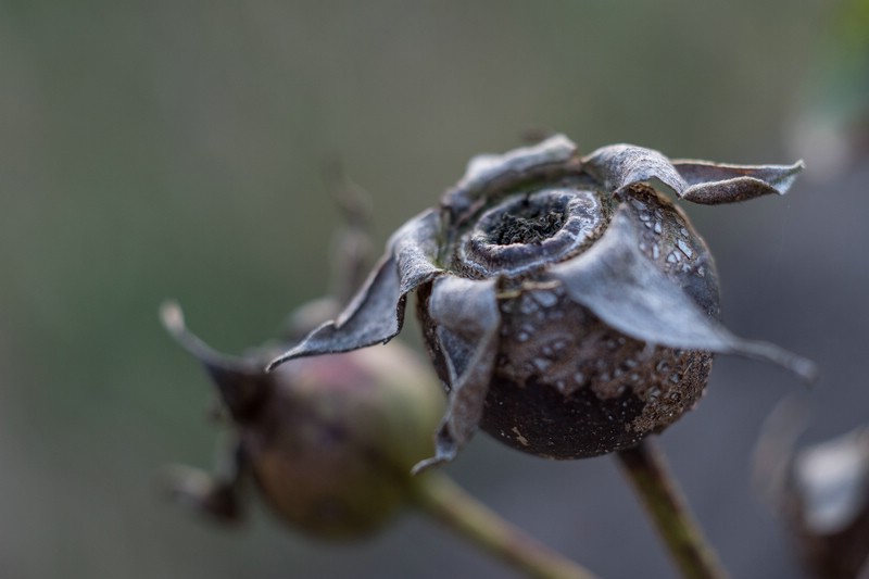 800px_mat_0596